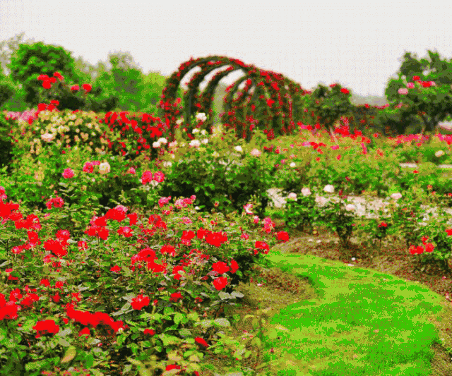 一起来开启荆门玫瑰花海的唯美旅程!